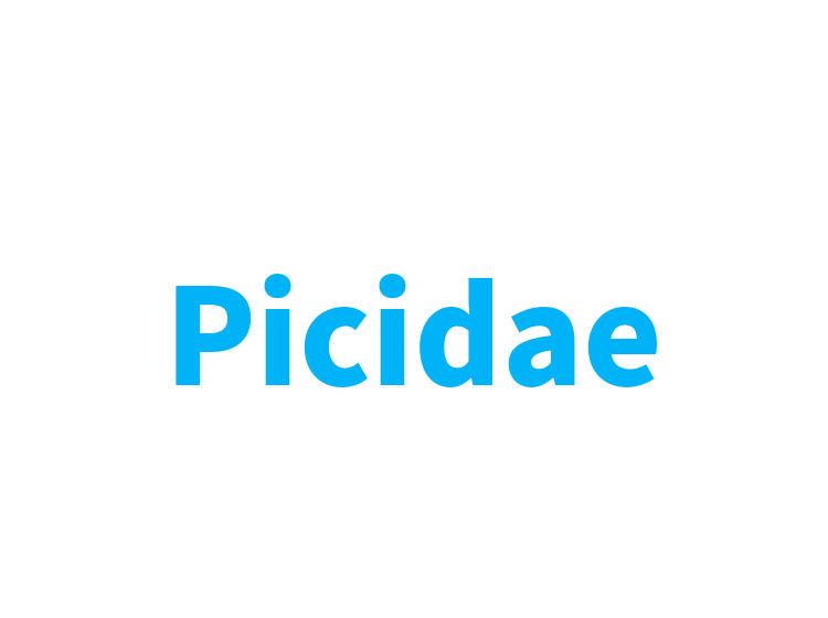 Picidae